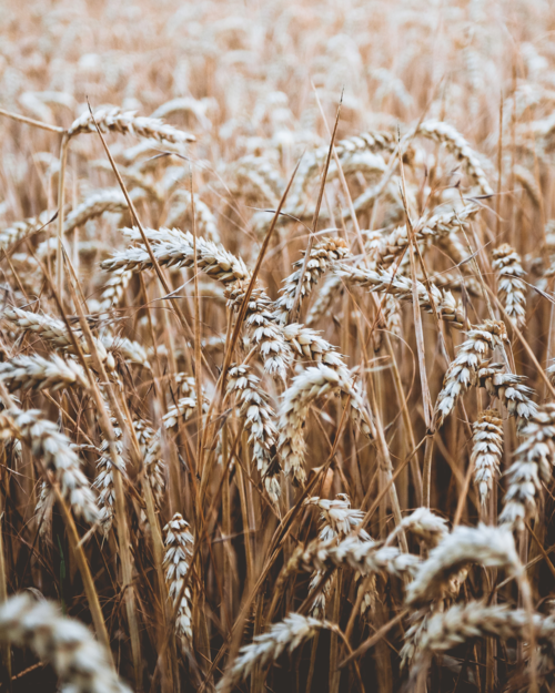 Weizen – als Brotgetreide ungeschlagen