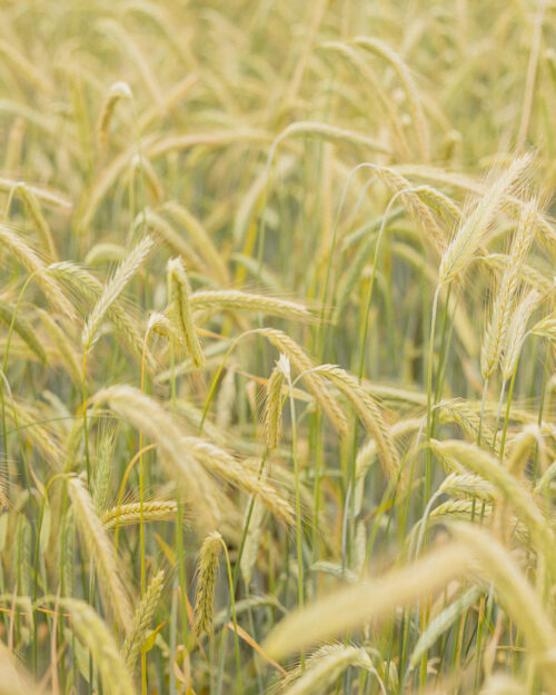 Warum jetzt bio? 🌾